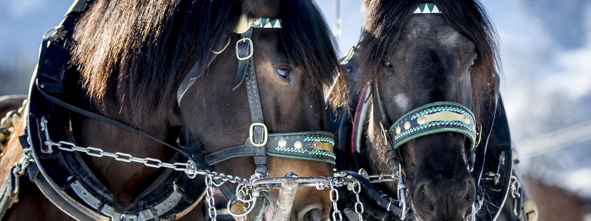 5217_c_steiermark_tourismus_ikarus 5217_c_steiermark_tourismus_ikarus