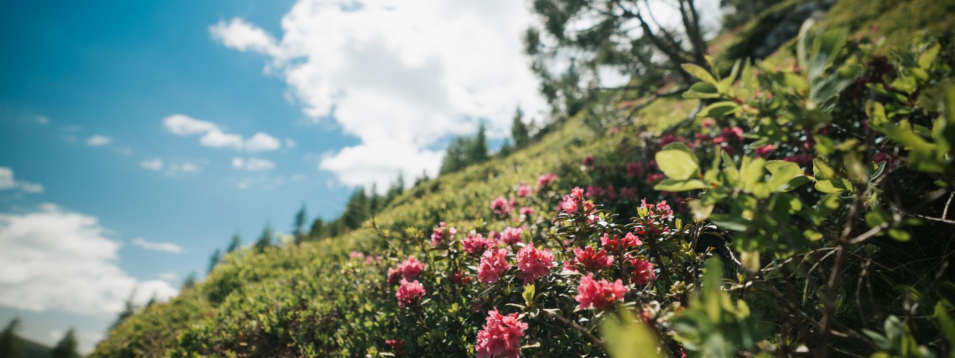 Turrach-Juni-51 ©WEKNOWMEDIA Turrach-Juni-51 ©WEKNOWMEDIA