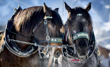 5217_c_steiermark_tourismus_ikarus