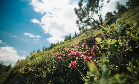 Turrach-Juni-51 ©WEKNOWMEDIA